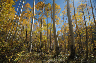 Illustration for article titled Shooting Challenge Fall Leaves Gallery 7